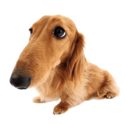 Sticker DGyPEDeTOLwr_by_stickers_stealer_bot - 1