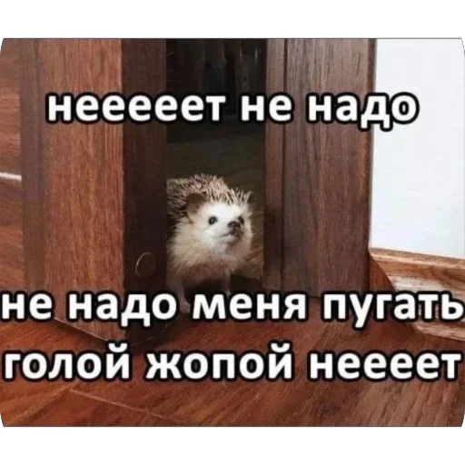 Стикер DJANJmb_by_achestickbot - 1