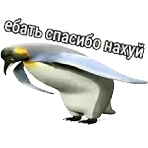 text animal bird