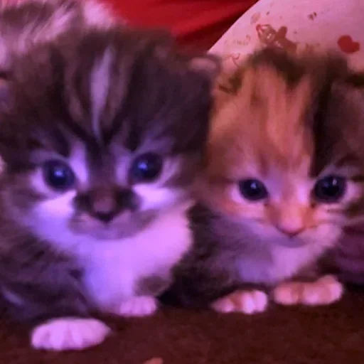 Больше стикеров 👉🏻 @stickertg4 - 