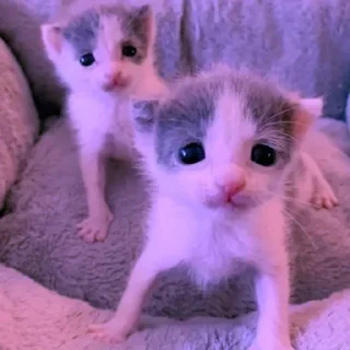 Sticker Больше стикеров 👉🏻 @stickertg4 - 11