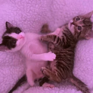 Sticker Больше стикеров 👉🏻 @stickertg4 - 4