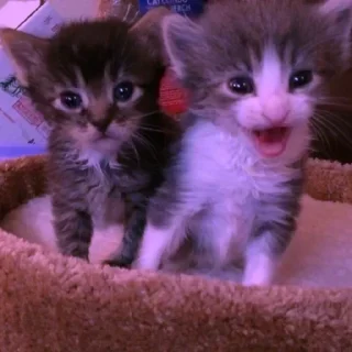 Sticker Больше стикеров 👉🏻 @stickertg4 - 10