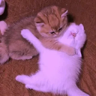 Sticker Больше стикеров 👉🏻 @stickertg4 - 7