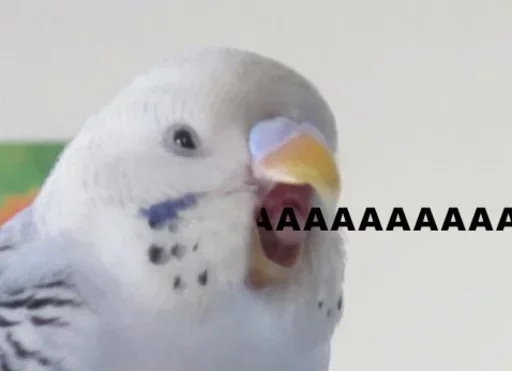 животное птица клюв