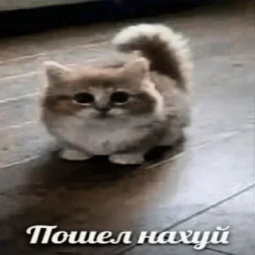 Sticker DPJlGEHItxvIEZUq_by_stickers_stealer_bot - 1