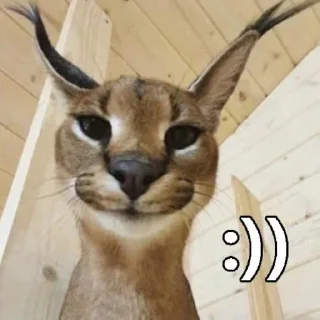 Sticker Новые стикеры в @stikeriq - 2