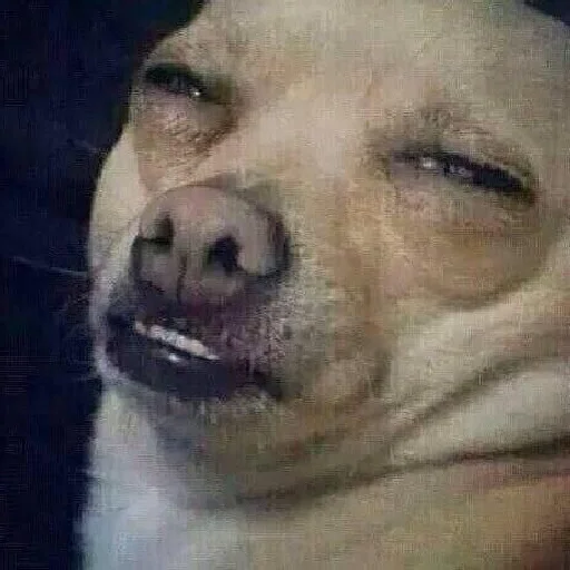 Sticker DP_by_StickerzzzApp_bot - 1