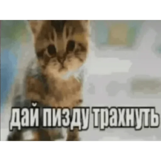 Sticker DToCMasxhuqEJpQ_by_stickers_stealer_bot - 1