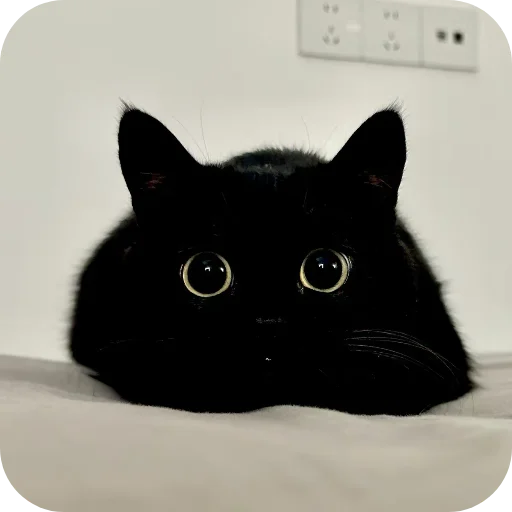 Sticker DUNKAN95 - 1