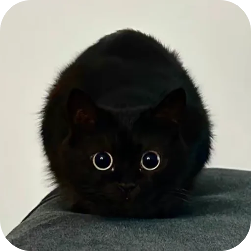 Sticker DUNKAN95 - 1