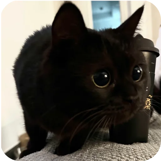 Sticker DUNKAN95 - 1