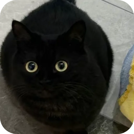 Sticker DUNKAN95 - 1