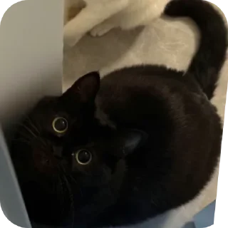 Sticker ДУНКАН - 0