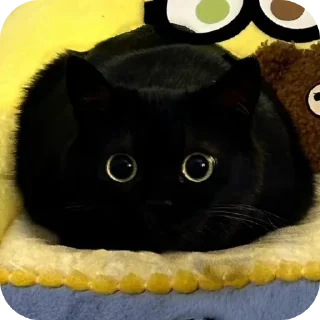 Sticker ДУНКАН - 6