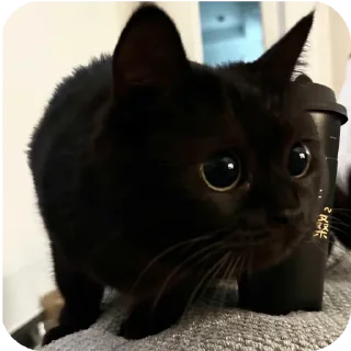 Sticker ДУНКАН - 5