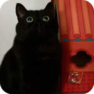 Sticker ДУНКАН - 7