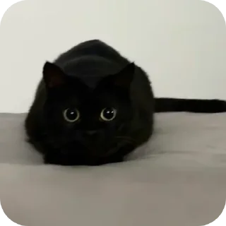 Sticker ДУНКАН - 4