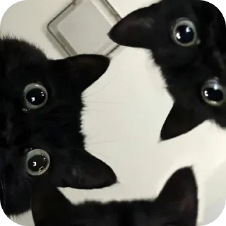 Sticker ДУНКАН - 3