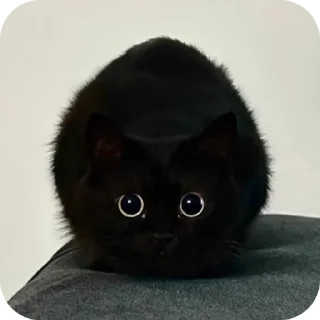 Sticker ДУНКАН - 8