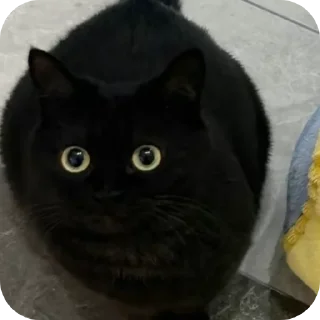 Sticker ДУНКАН - 2