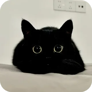 Sticker ДУНКАН - 9