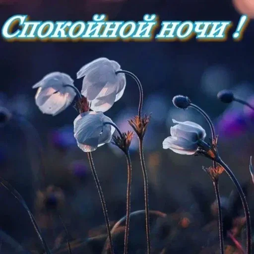 растение СМС скриншот