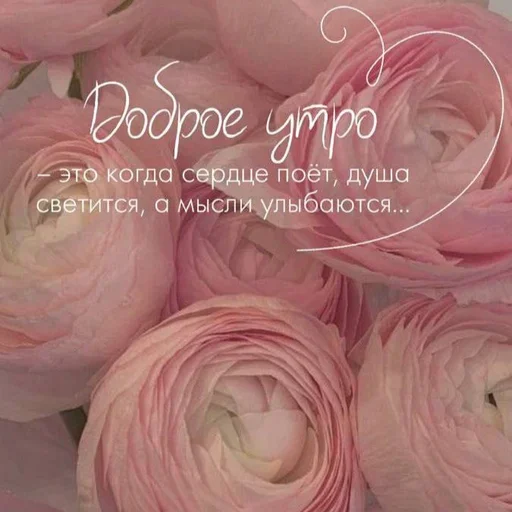 text rose pink