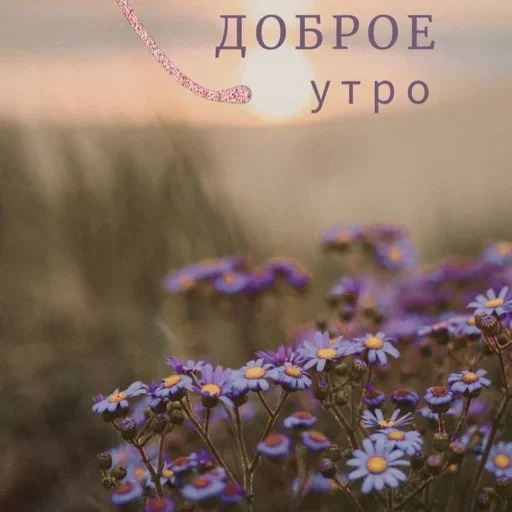 plant flower outdoor