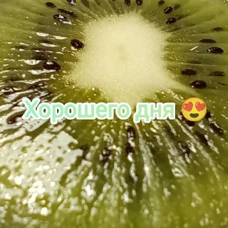 kiwi fruit kiwi fruit