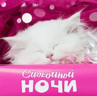 mammal animal small to medium-sized cats