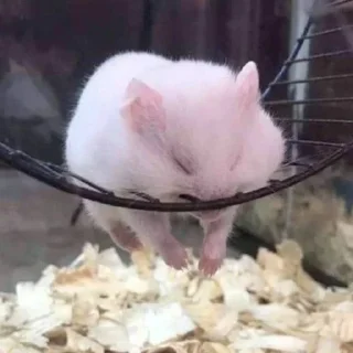 Стикер Создай свои стикеры - @sozdsti_bot - 4