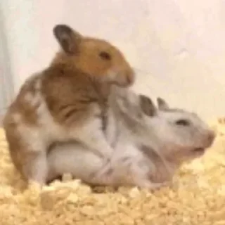 Стикер Создай свои стикеры - @sozdsti_bot - 0