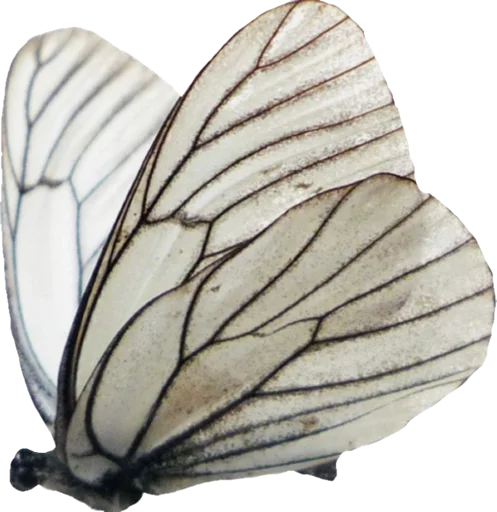 invertebrate animal butterfly