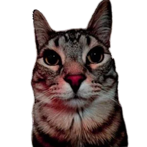 Стикер DaBlinNuuuuu - 1