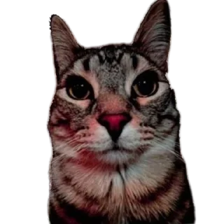 Sticker Да блин, нууууу - 10