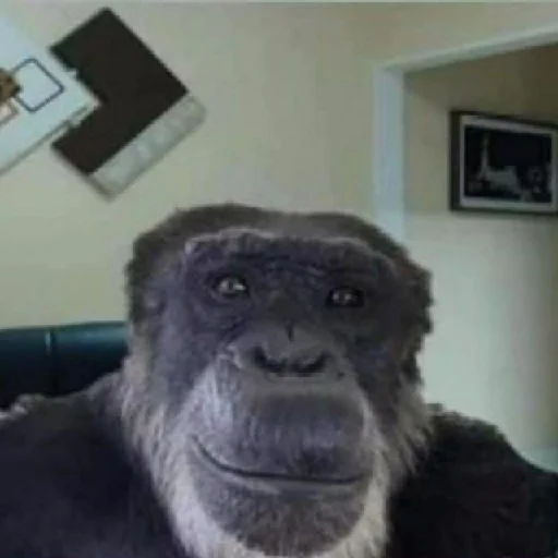 животное млекопитающее примат