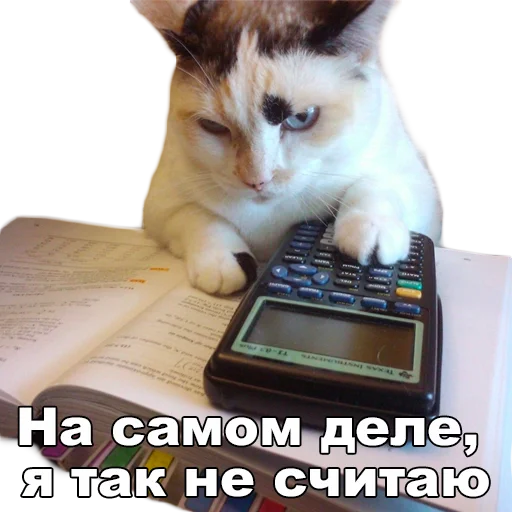 СМС кошка кошки малого и среднего размера