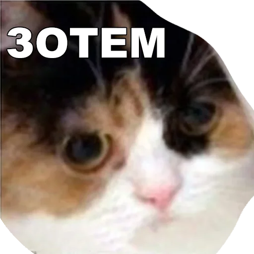 СМС животное млекопитающее