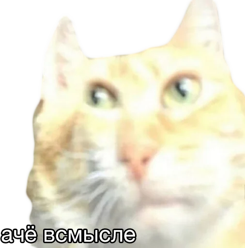 животное млекопитающее кошка