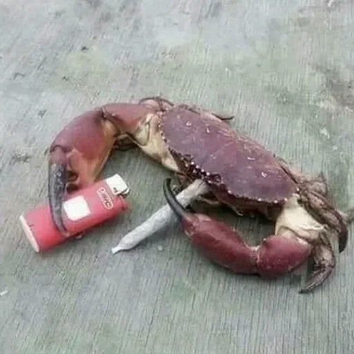 animal invertebrate crab