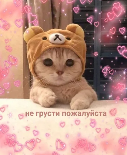 кошка животное плюшевый мишка