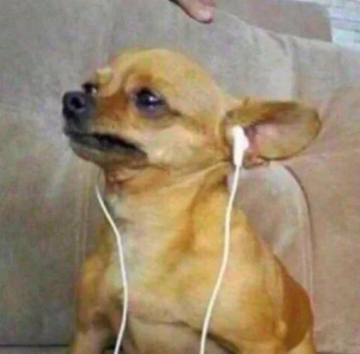 indoor dog breed pet