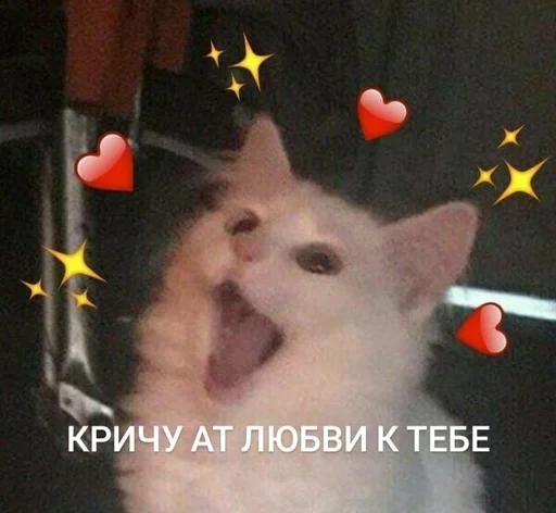 животное млекопитающее кошка