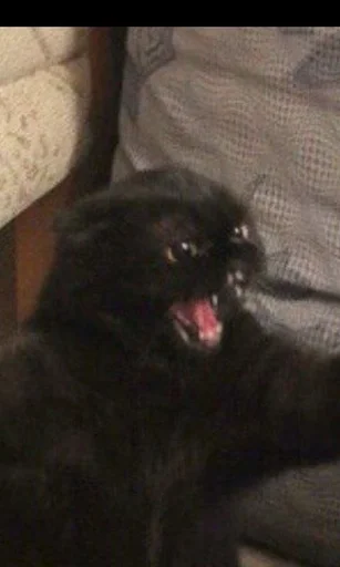 животное млекопитающее комнатный