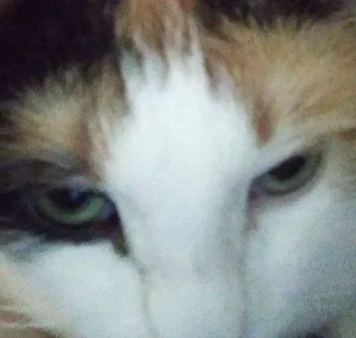 Стикер داشيشكا، بيع للعرب :: @fStikBot - 11