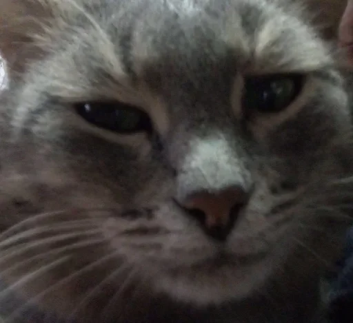 Стикер داشيشكا، بيع للعرب :: @fStikBot - 10