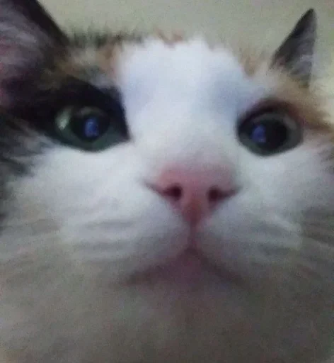 Стикер داشيشكا، بيع للعرب :: @fStikBot - 9