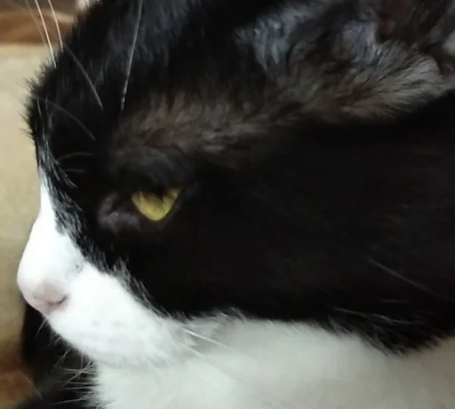 Стикер داشيشكا، بيع للعرب :: @fStikBot - 7