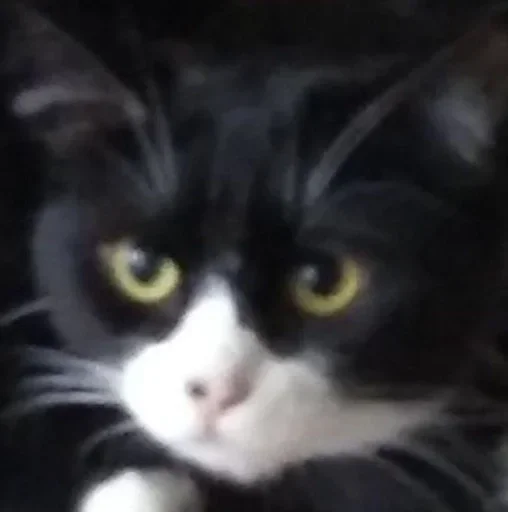 Стикер داشيشكا، بيع للعرب :: @fStikBot - 5